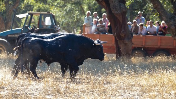 colete_encarnado_visita_campo__toiros_esperas
